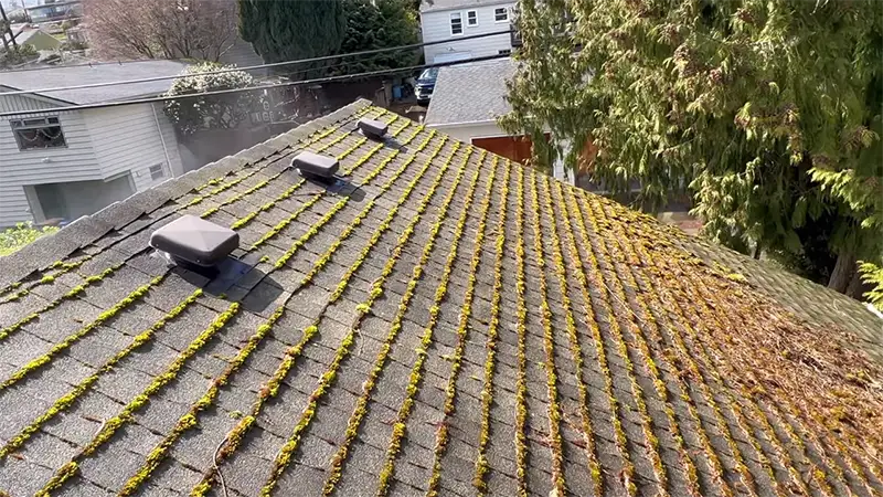 roof and gutter cleaning rochester